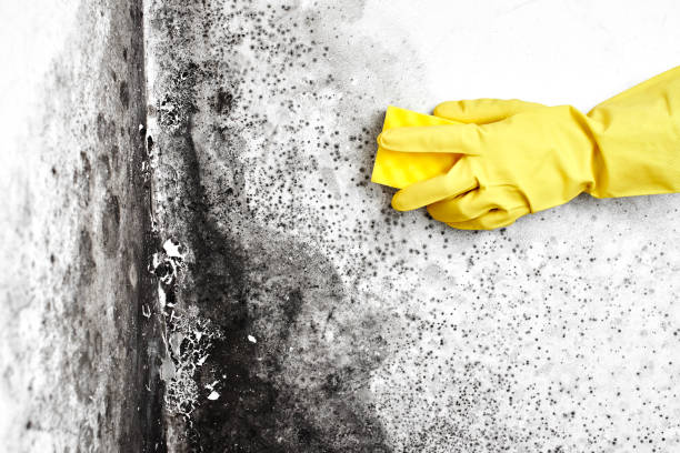 Why You Should Choose Our Mold Remediation Services in Sutton Alpine, AK